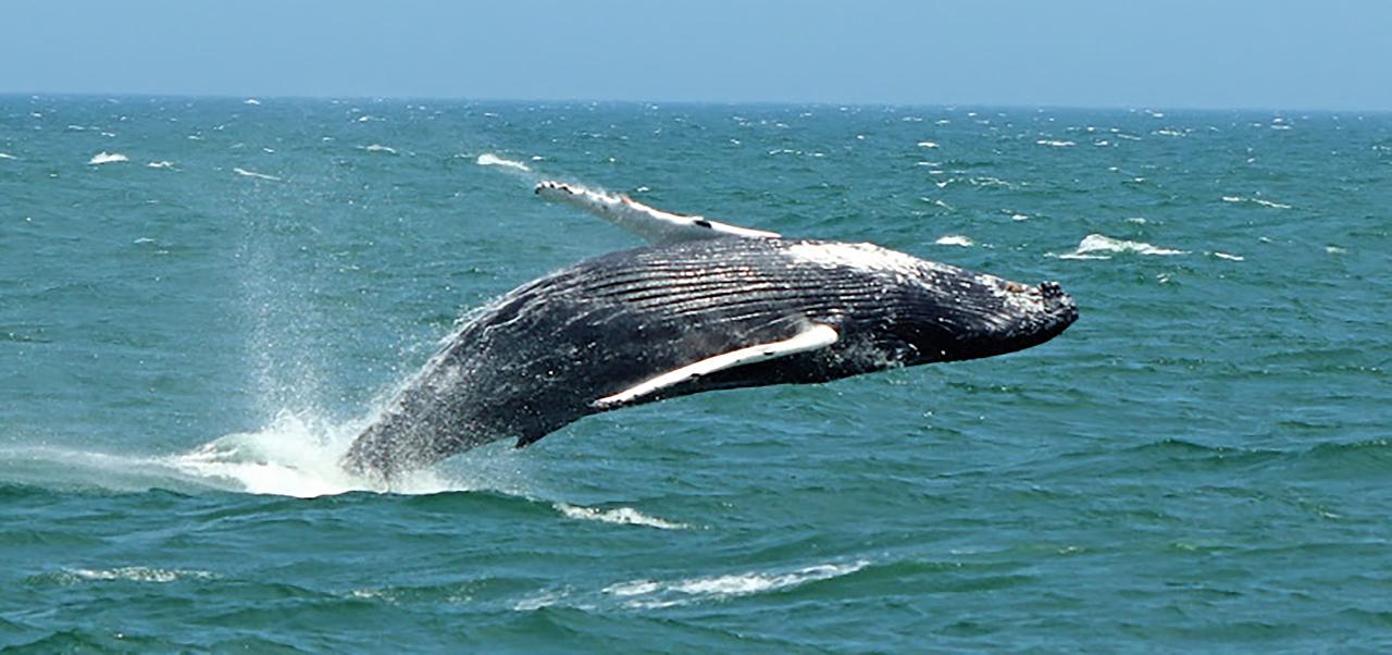 6Hour Pelagic Whale Dolphin Seal and Bird Watch