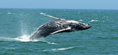 6Hour Pelagic Whale Dolphin Seal and Bird Watch
