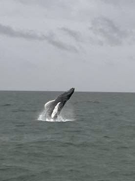 18 Hour Pelagic Birding and Marine Mammal Watch