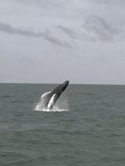 24 Hour Pelagic Marine Mammal and Bird Watch