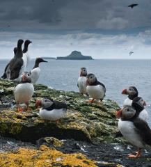 Wildlife cruise, Treshnish Isles and Staffa Tour 2017
