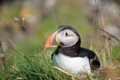 Three Isles Early Bird Tour 2017