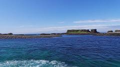 Wildlife cruise, Treshnish Isles and Staffa Tour 2018