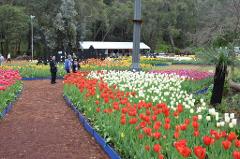 Bickley Valley and Tulips of Araluen