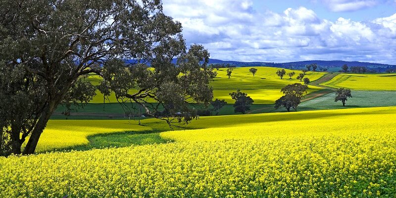 York and Beverley plus Canola Crops - 8.00am South Perth, 8.30am Perth, 9.00am Belmont