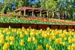 Tulips of Araluen and Happy Gathering Chinese - 8.00am Bassendean, 8.30am Perth, 9.00am Booragoon
