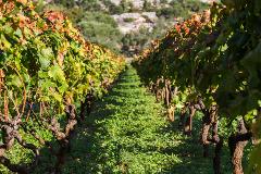 Follow The Footsteps of Peljesac Wine Trail Day Trip from Dubrovnik