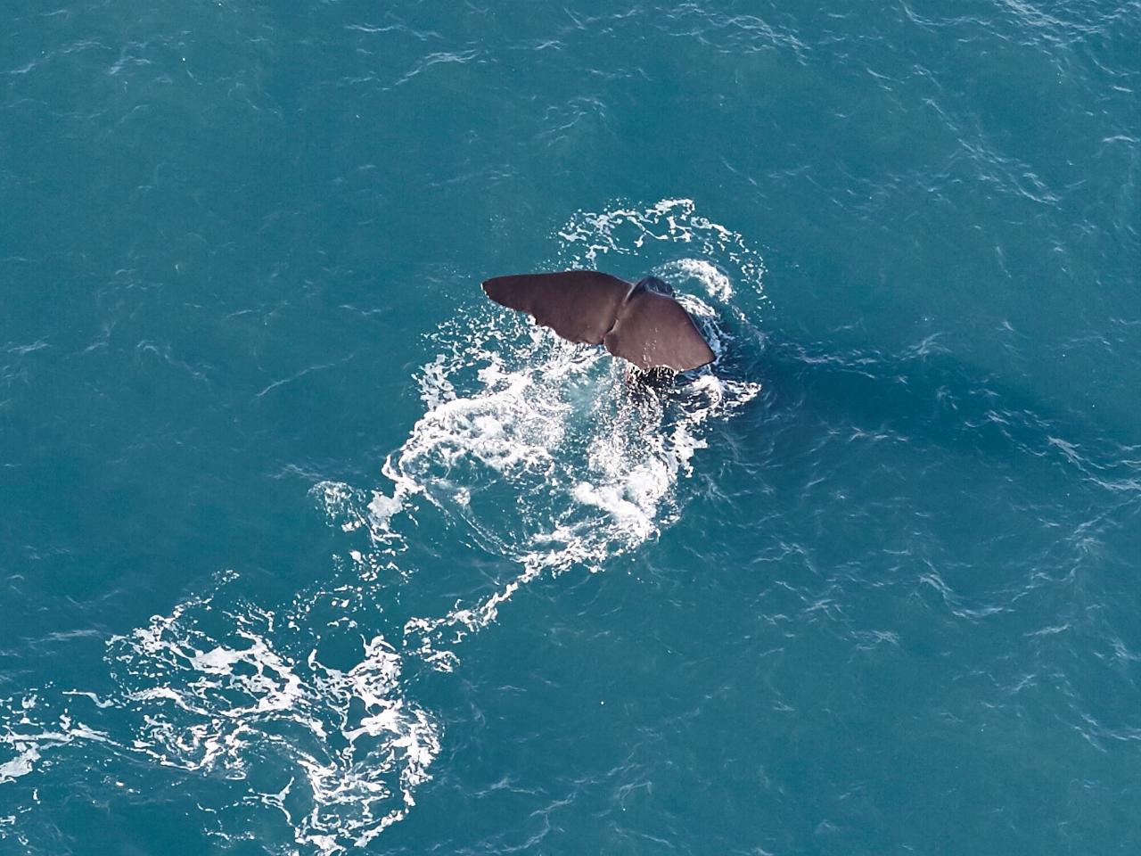 Whale Watching Flight - 45 minutes