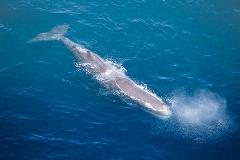 Winter Whale Watching