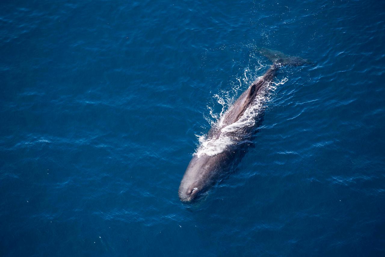 Whale Watching Flight Private Tour 30 minutes 