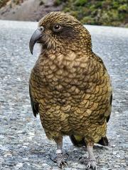 Christchurch to Greymouth via Arthur's Pass (1 way) (Small Group, Carbon Neutral)