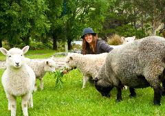 Akaroa Day Tour From Christchurch with 2 Hour Nature Tour