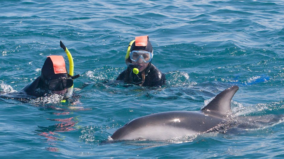 Kaikōura Day Tour From Christchurch and Swim With Dolphins