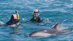 Kaikōura Day Tour From Christchurch with Dolphin Encounter (Swim)