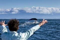 Kaikōura Day Tour From Christchurch With Whale Watch (Small Group, Carbon Neutral)