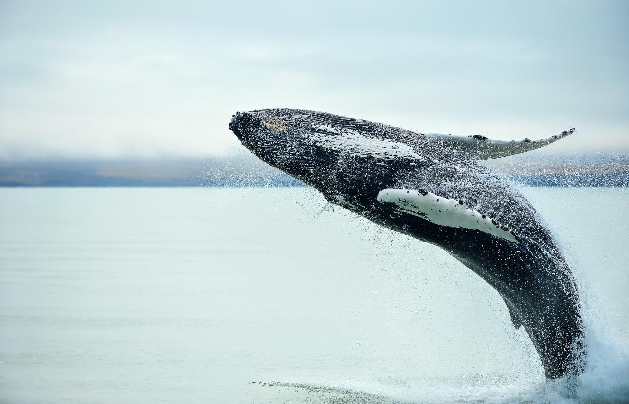 Kaikoura Day Trip From Christchurch with Whale Watch  (Small Group & Carbon Neutral)
