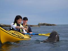 Kaikoura Day Tour with Kayak Experience From Christchurch (Small Group & Carbon Neutral)