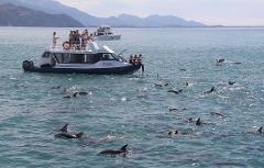 Kaikoura Day Trip From Christchurch with Dolphin Encounter (Small Group & Carbon Neutral)