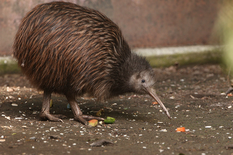 Rotorua Day Tour with Te Puia and Redwoods Tree Walk From Auckland (Small Group)