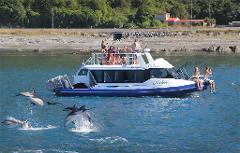 Kaikōura Day Tour From Christchurch With Dolphin Encounter (Small Group, Carbon Neutral)