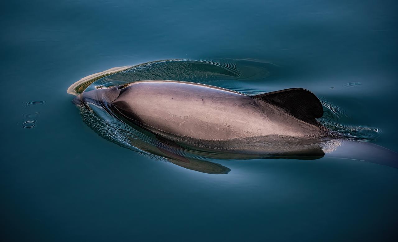 Akaroa Day Tour From Christchurch with Dolphin Swim (Small Group, Carbon Neutral)