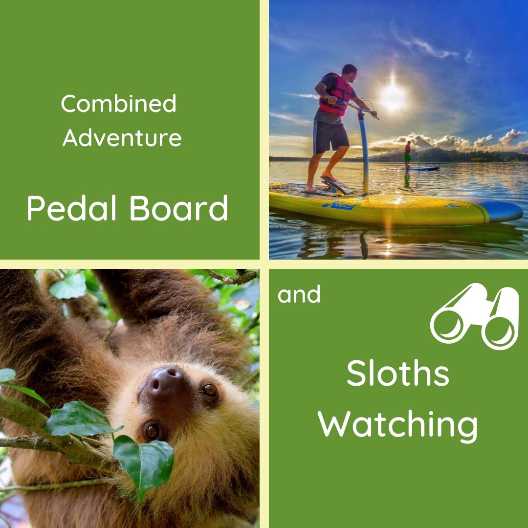 Pedal Board & Sloth Watching