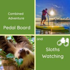 Pedal Board & Sloth Watching