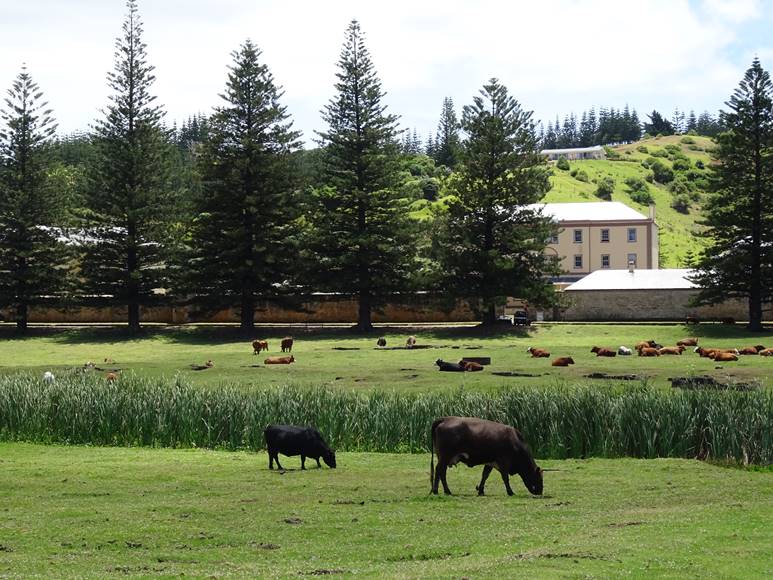 Tasty delights of Norfolk Island Holiday July - August 2021