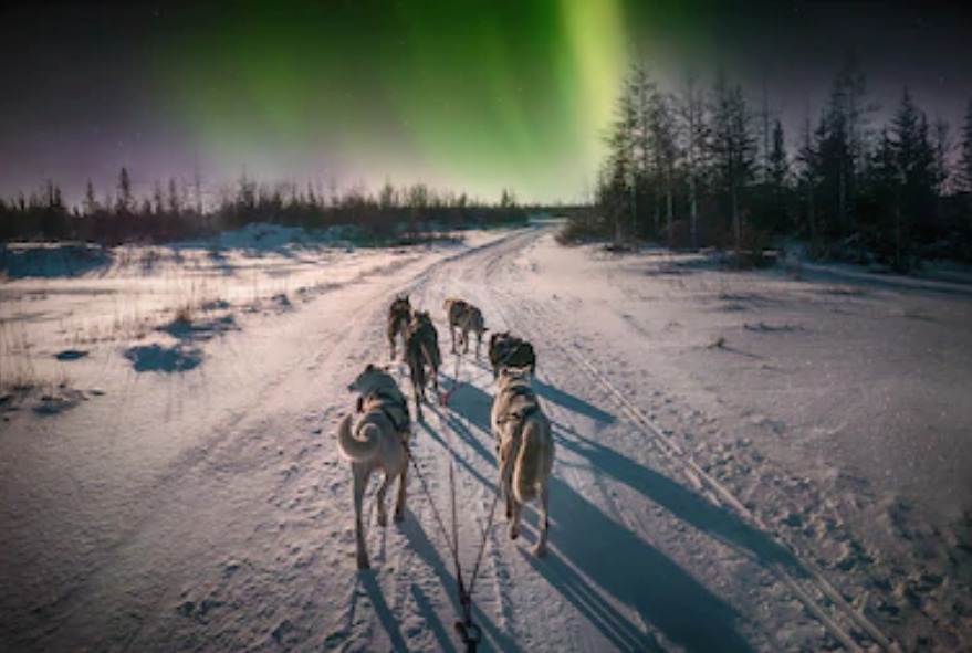 Dog sledding Northern Light tour