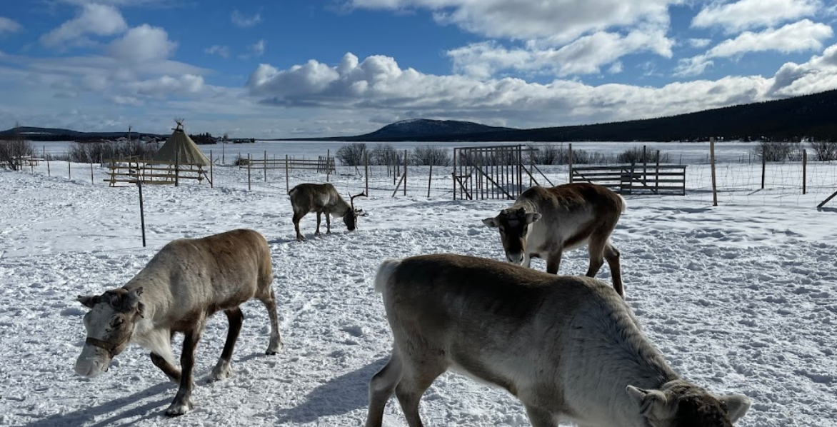 Saami Village Visit