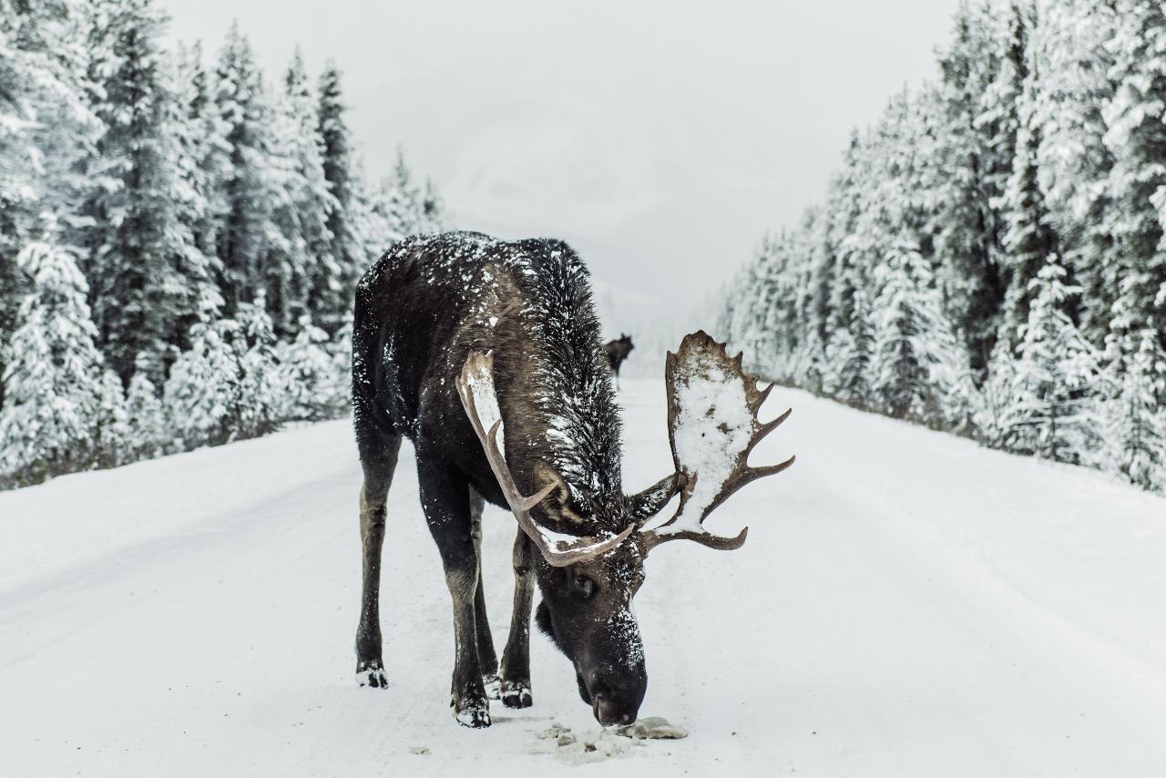 Exciting Wildlife Safari Down A Scenic Snowy Road