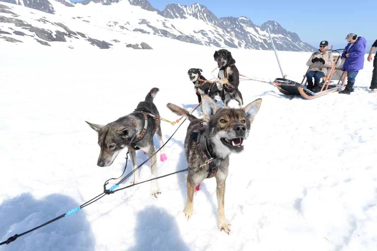 Helicopter & Glacier Dogsled Tour from Knik River Valley