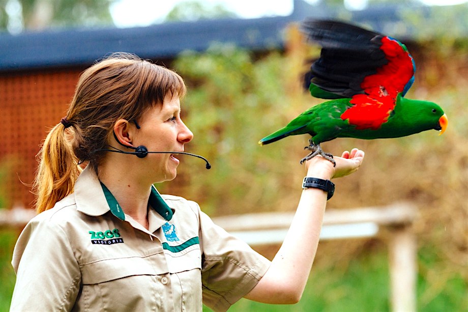 Healesville Wildlife Sanctuary Tour from Melbourne