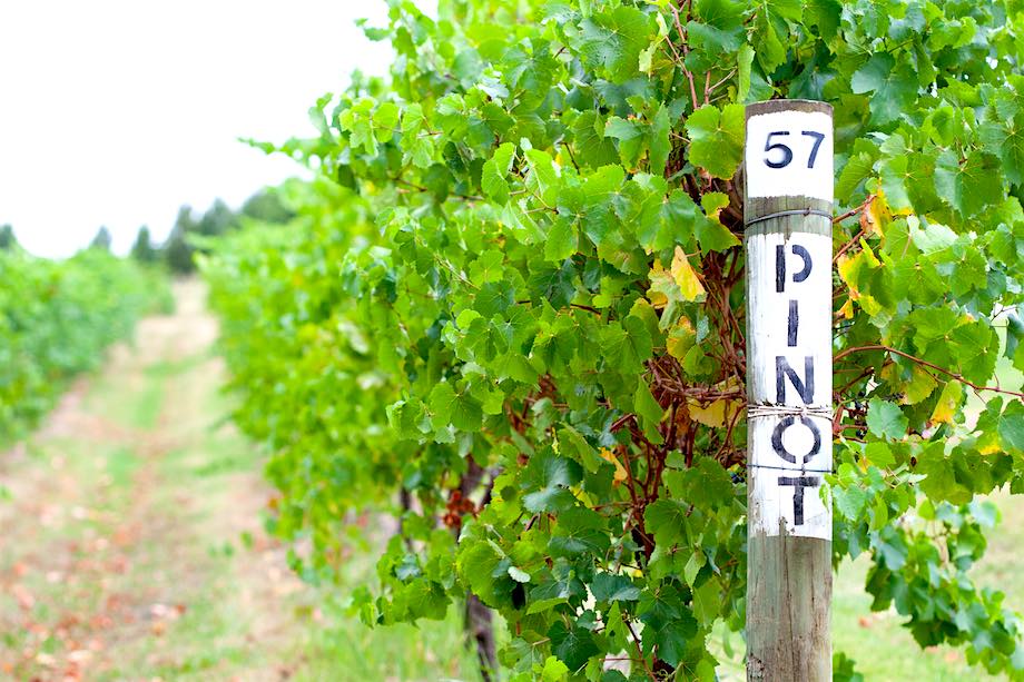 Small Group Yarra Valley Wine Tasting Tour from Melbourne