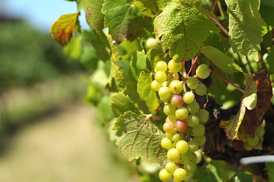 Swan Valley Gourmet Food and Wine Cruise from Perth (with lunch)