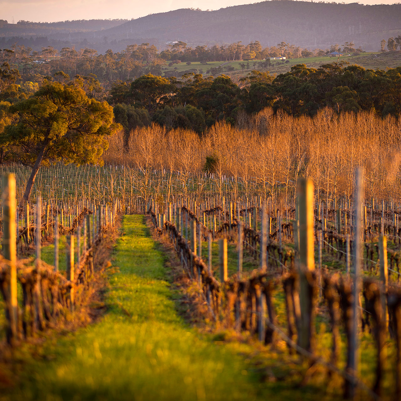 FULL DAY WINE TOUR - West Tamar Region