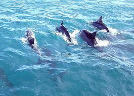 Dolphin Spotting Cruise - Family Time 
