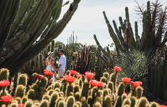 Golden Hour in Mexico: Cactus, Cocktails, and South of the border bites