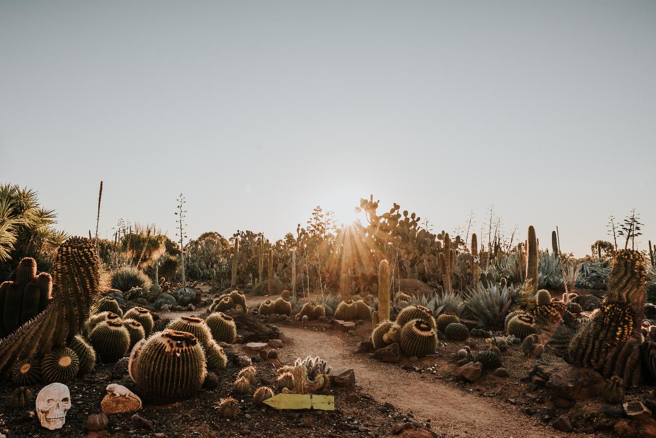 Desert Blooms at Cactus Country