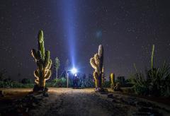 Cactus & Succulent Sundown