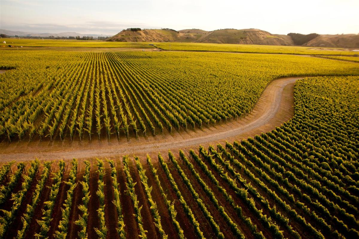 Hawke’s Bay Premier Wine Private Tour, including wine tastings & cheese board (5 Hours)