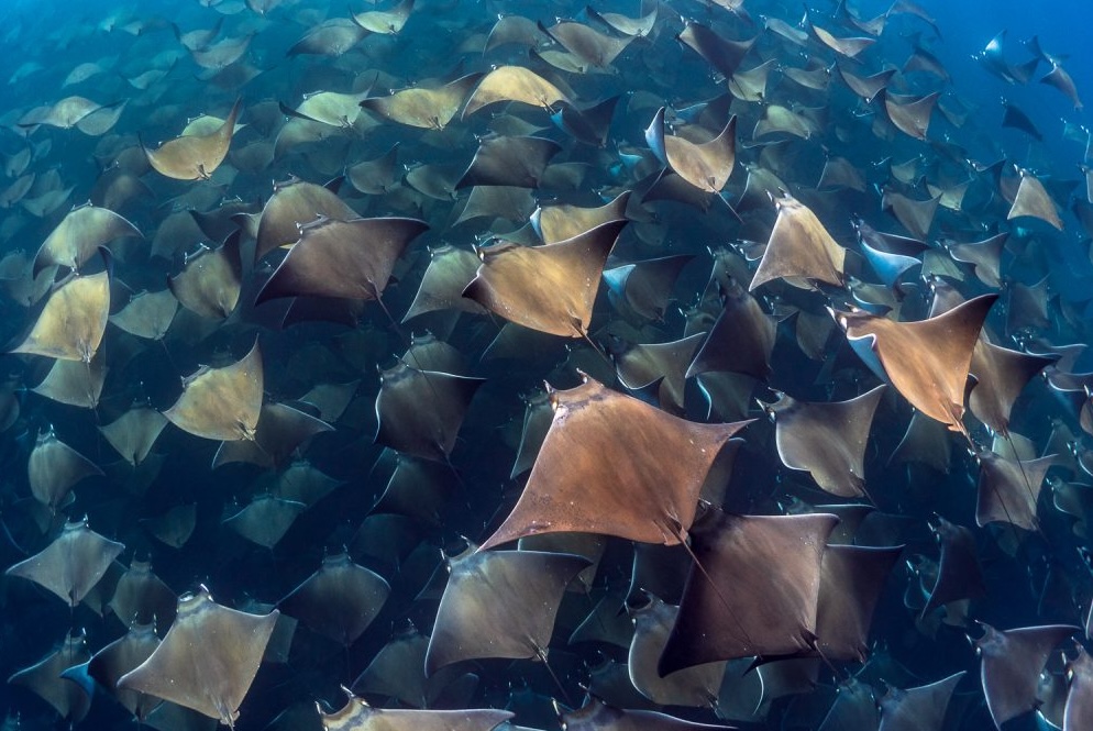 PRIVATE MOBULA MANTA SNORKEL 