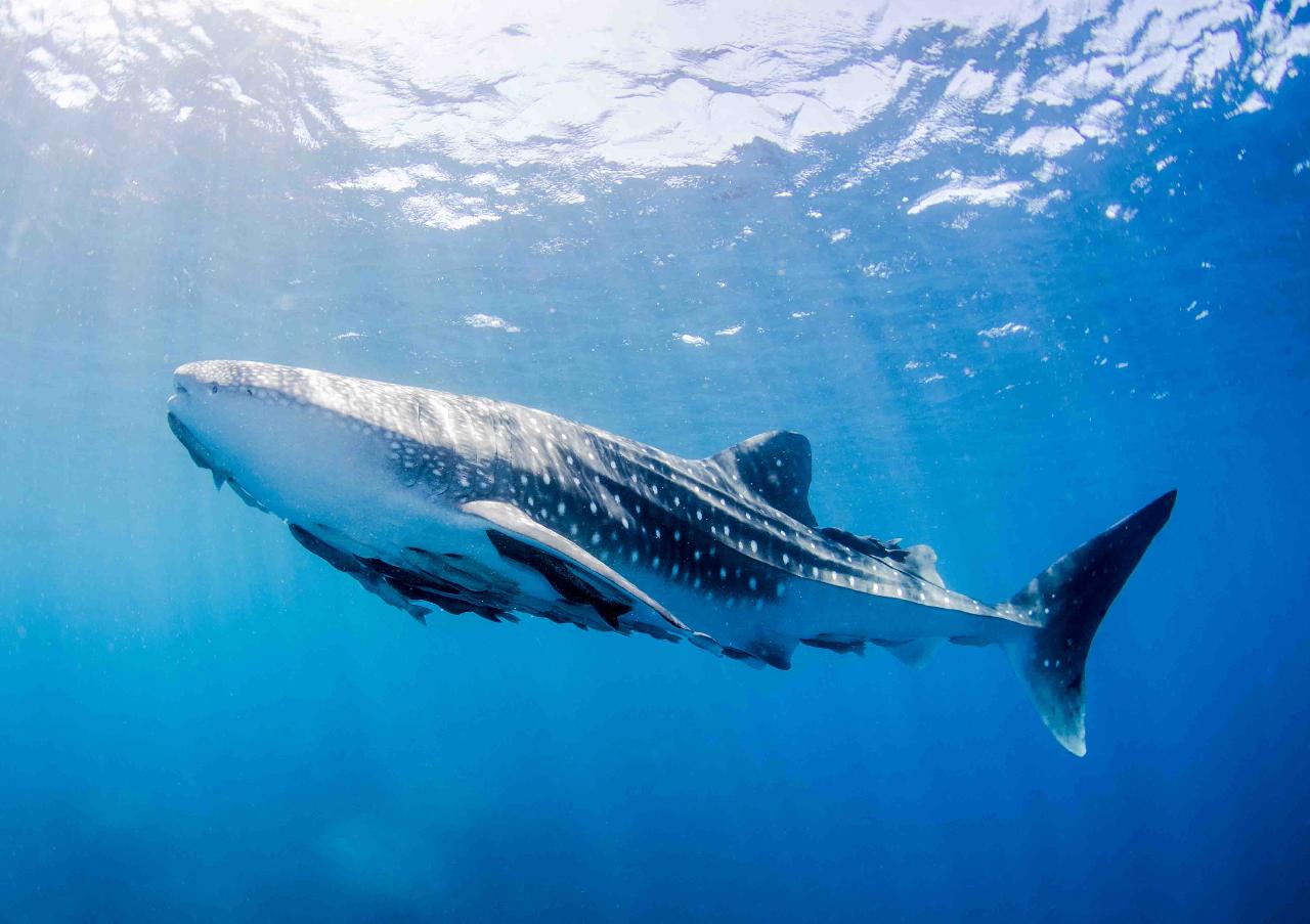 WHALE SHARK SNORKEL 