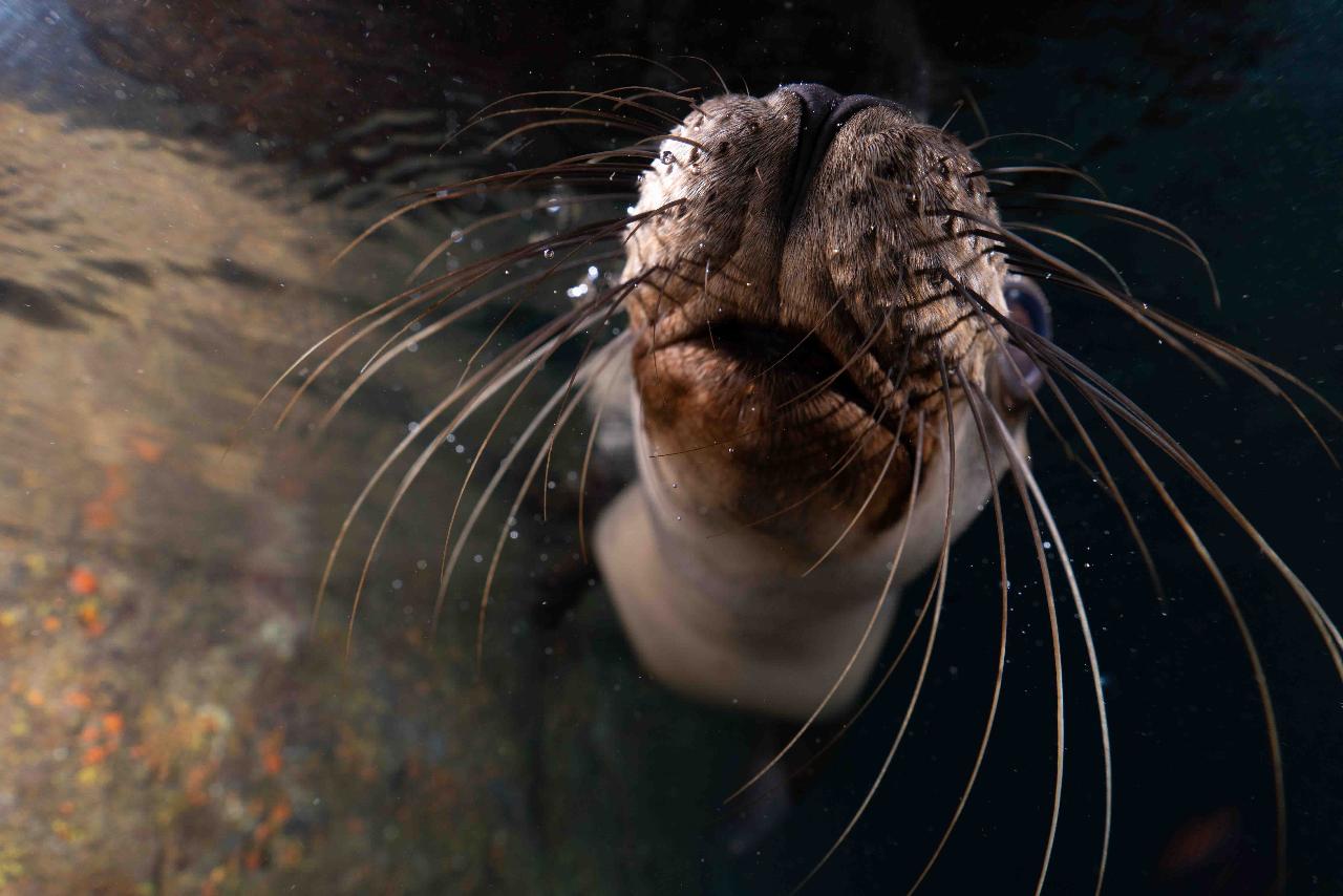 LOS ISLOTES - THE SEA LION COLONY PRIVATE PHOTO TRIPS 