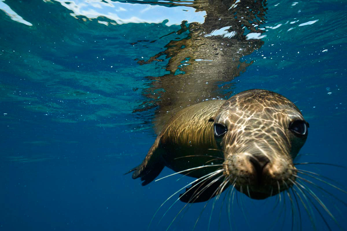 LOS ISLOTES - THE SEA LION COLONY 