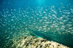 DAY DIVING ESPIRITU SANTO MARINE PARK 