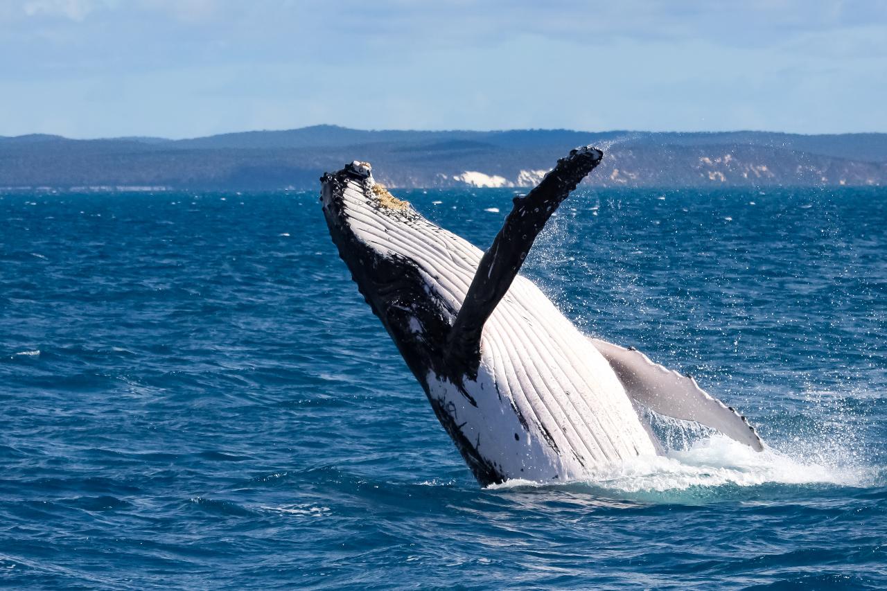 Bundaberg Whale Watching