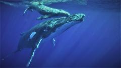 Whale Encounter