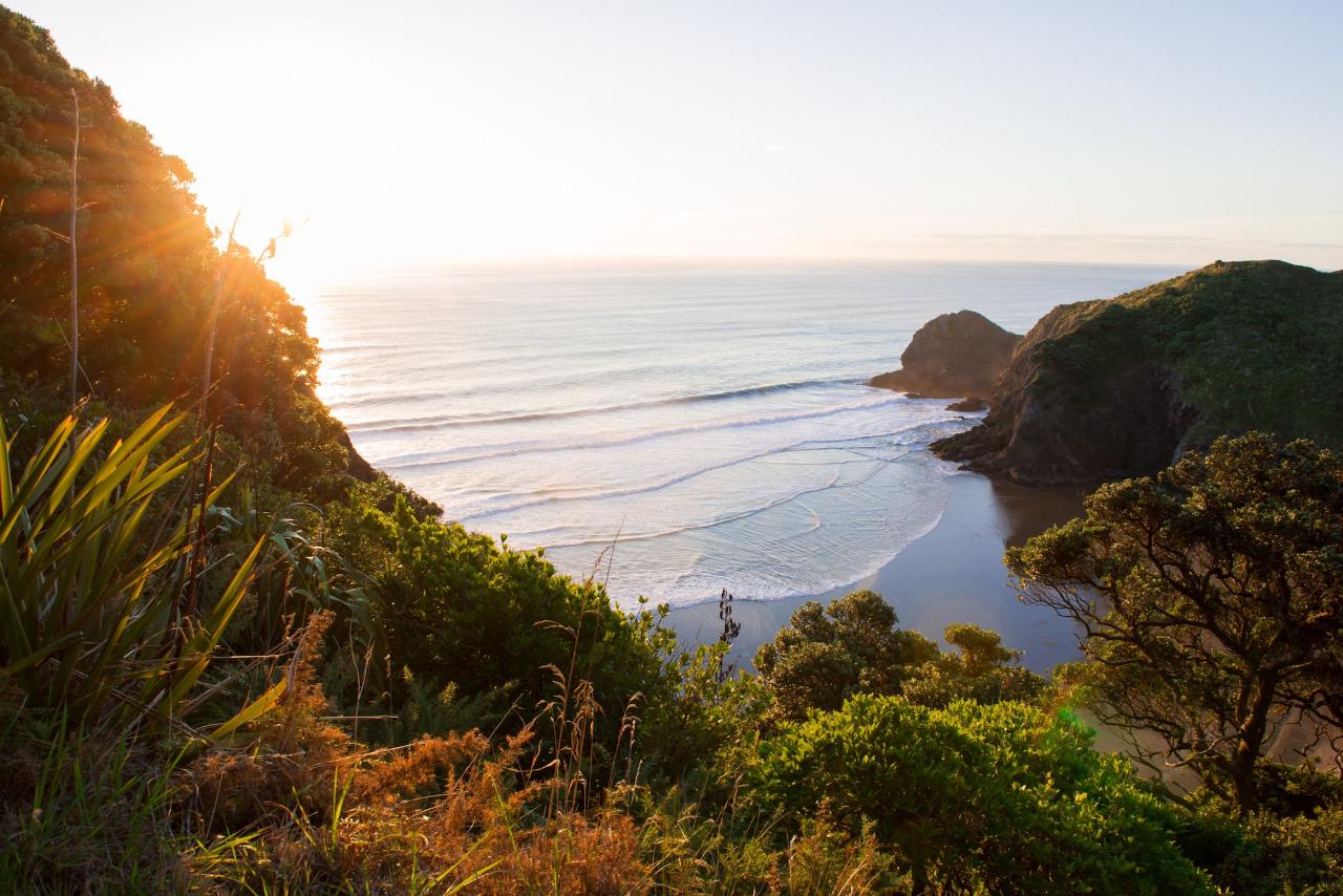 Piha Experience Eco Trip + Surf Combo