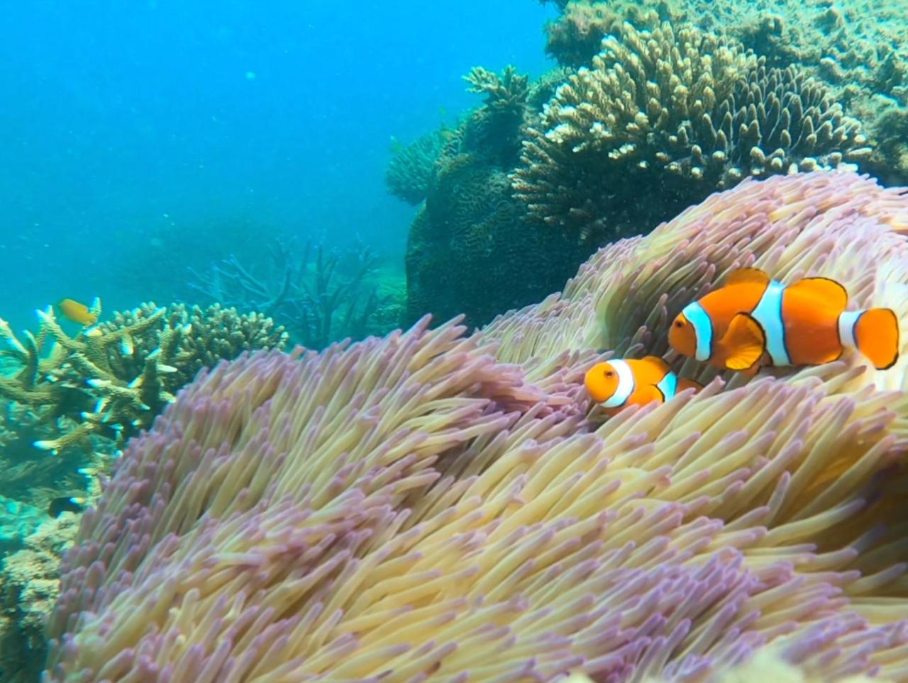 marine-conservation-program-16-fitzroy-island-resort-reservations